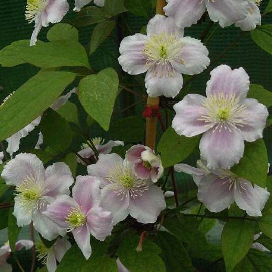 Clematis mont. 'Rubens'