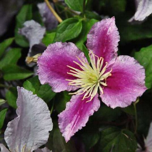 Clematis hybr. 'Piilu'