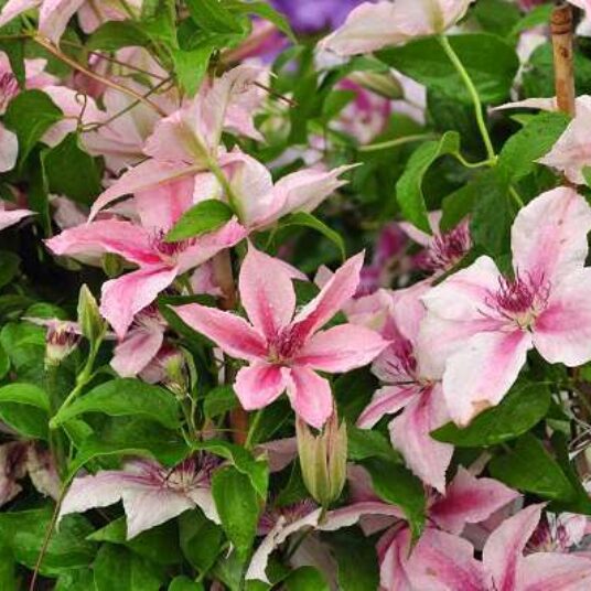 Clematis hybr. 'Pink Fantasy'