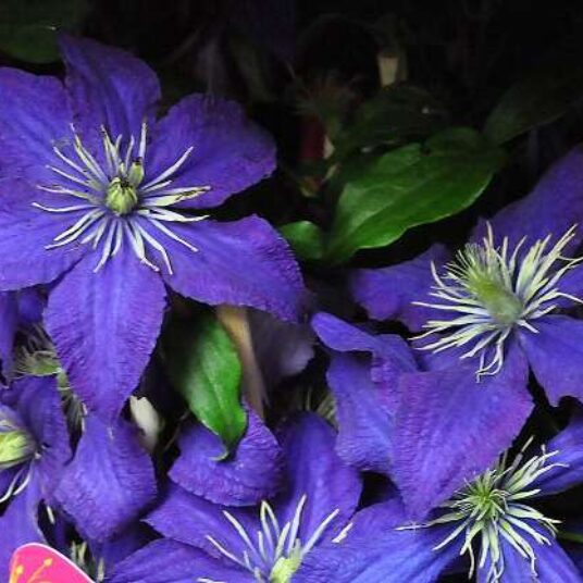 Clematis hybr. 'Rhapsody'