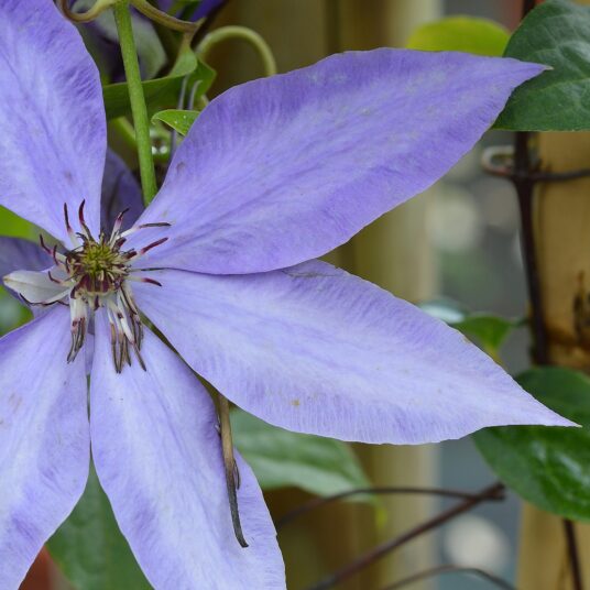 Clematis hybr. 'Elsa Spath'