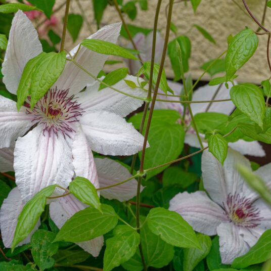 Clematis hybr. 'Jan Pawell Ii' (= 'john paul ii')