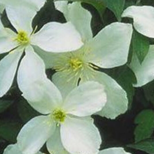 Clematis mont. 'Grandiflora'