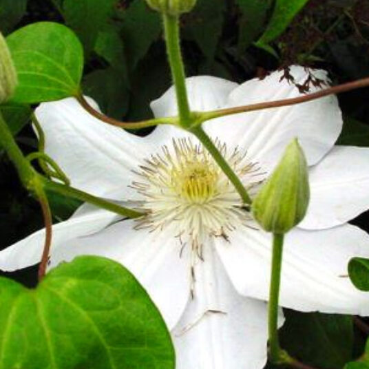 Clematis hybr. 'Mme. Le Coultre'