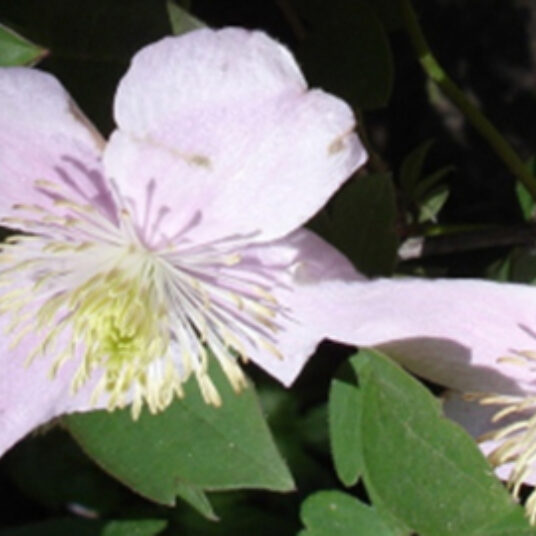 Clematis mont. 'Mayleen'