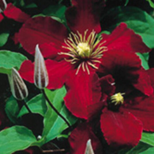 Clematis hybr. 'Niobe'