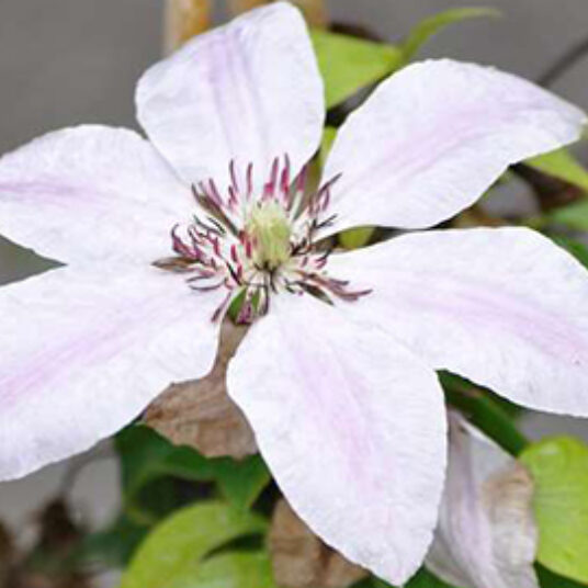 Clematis hybr. 'Nelly Moser'