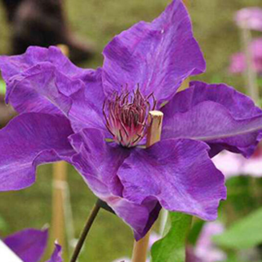 Clematis hybr. 'The President'