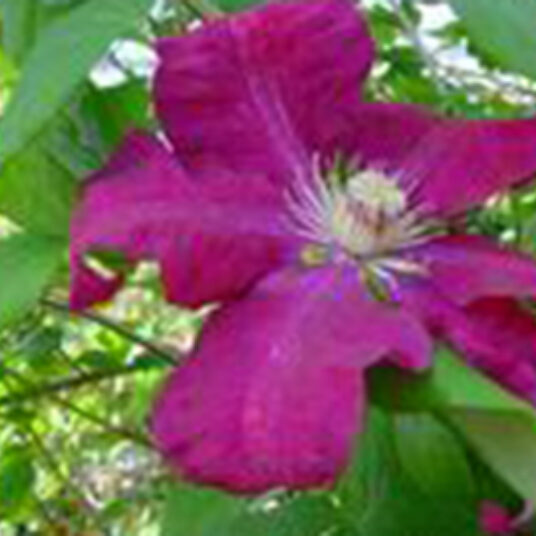 Clematis hybr. 'Rouge Cardinal'