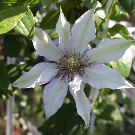 Clematis hybr. 'Samaritan Jo'