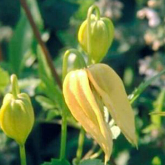 Clematis tangutica