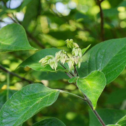 Clerodendrum trichotomum