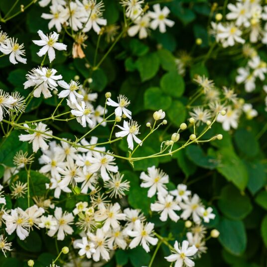 Clematis vitalba