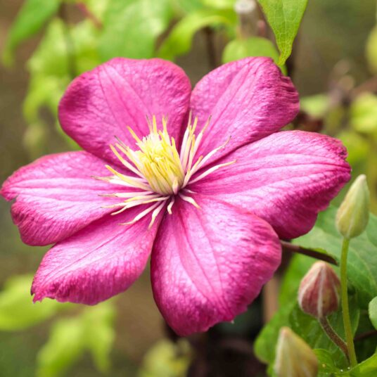 Clematis hybr. 'Ville de Lyon'