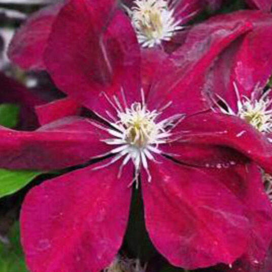 Clematis hybr. 'Warszawska Nike'
