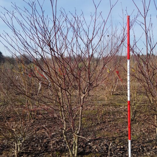 Cornus alternifolia