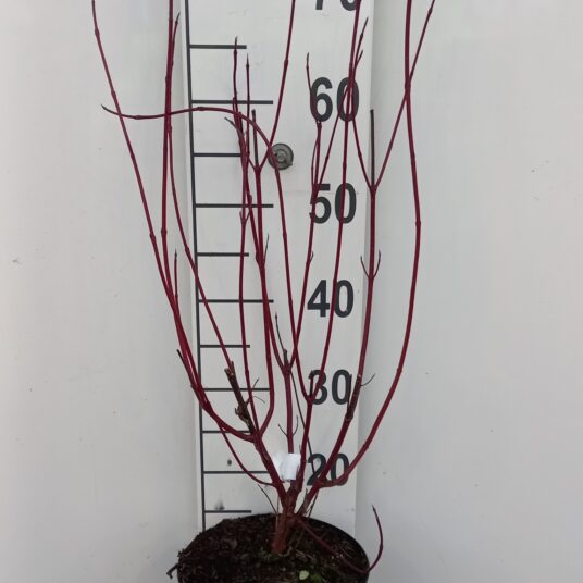 Cornus alba 'Miracle'®