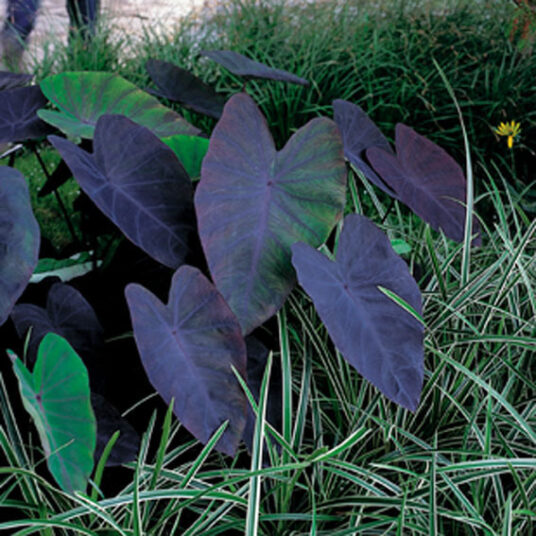 Colocasia 'Black Magic'