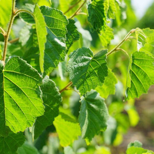Corylus colurna