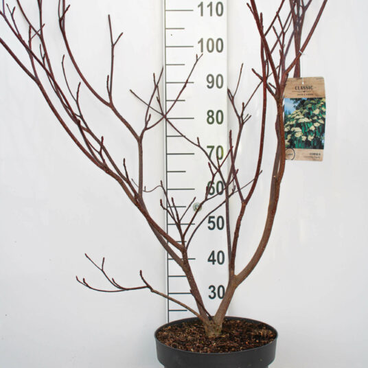 Cornus contr. 'Pagoda'