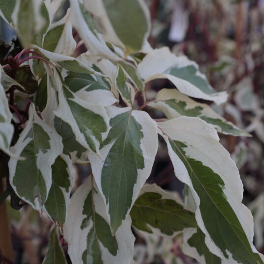 Cornus contr. 'Variegata'