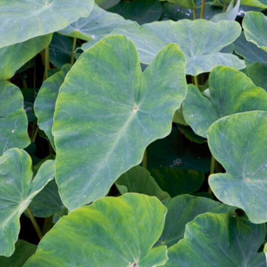Colocasia esculenta