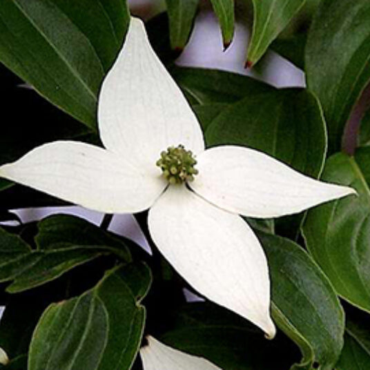 Cornus kousa