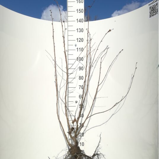 Corylus maxima 'Purpurea'