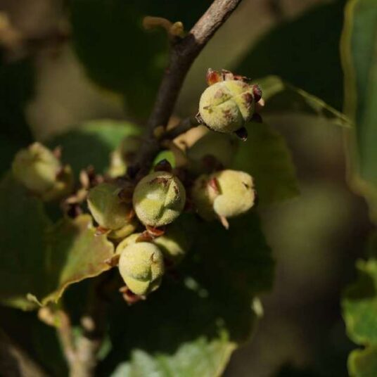 Corylus hybr. 'Nottingham Frühe' (= 'p. prolific')
