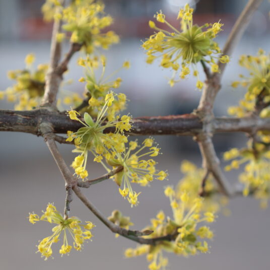Cornus off. 'Robin's Pride'