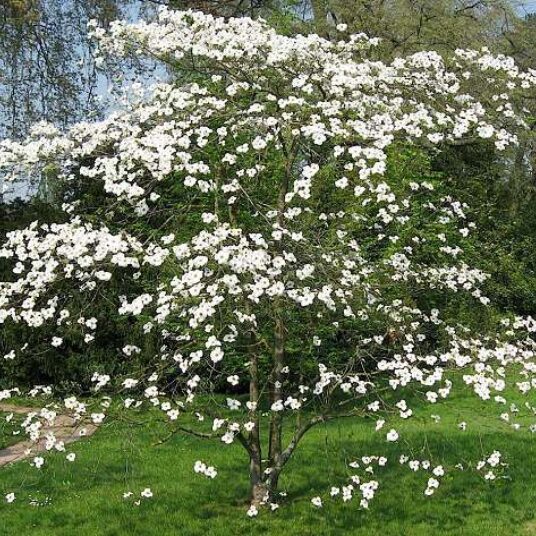 Cornus florida