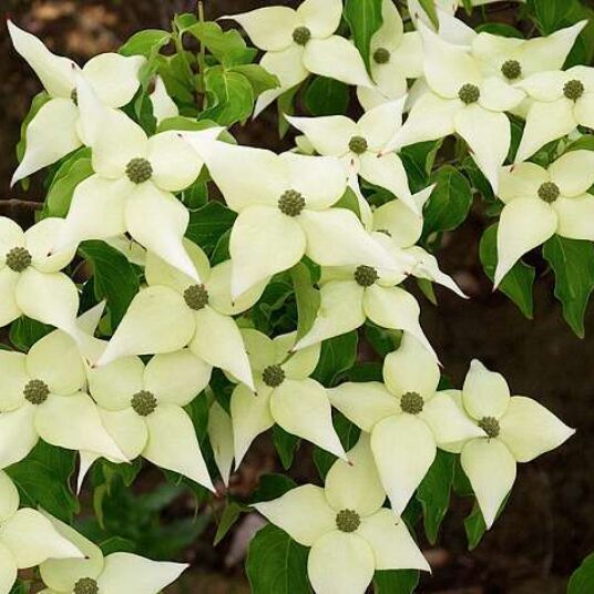 Cornus kousa 'Chinensis'