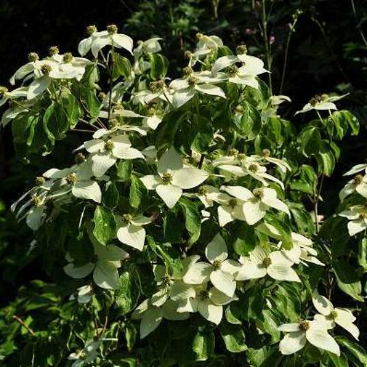Cornus kousa 'Milky Way'