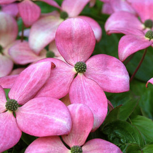 Cornus kousa 'Satomi' (='new red/rosabella')