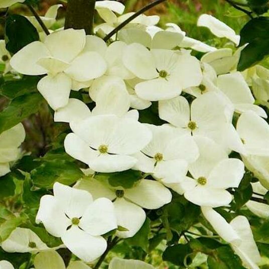 Cornus 'Venus'®