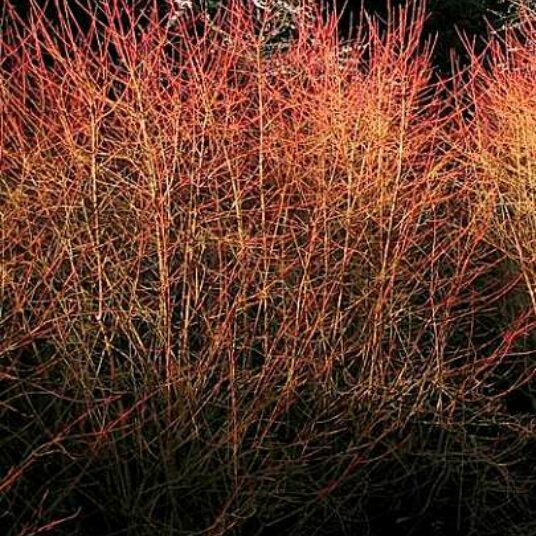 Cornus sang. 'Winter Beauty' (= 'w. flame')