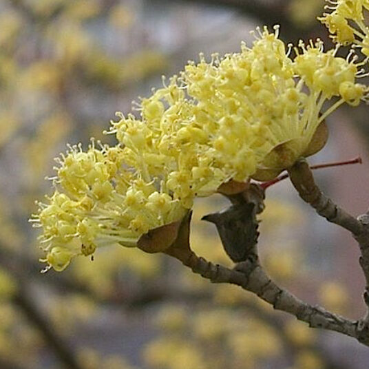 Cornus officinalis
