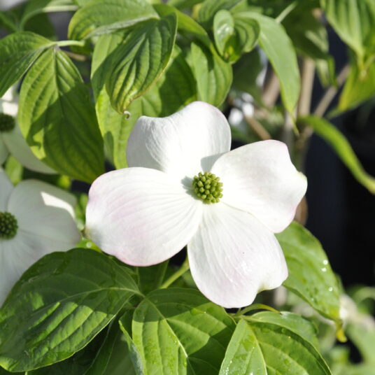 Cornus 'Rutgan' (= 'stellar pink')