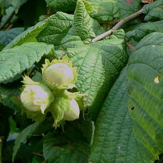 Corylus avellana