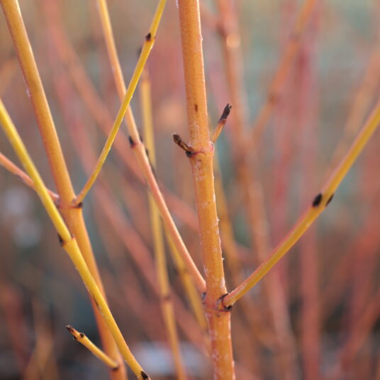 Cornus sang. 'Midwinter Fire'