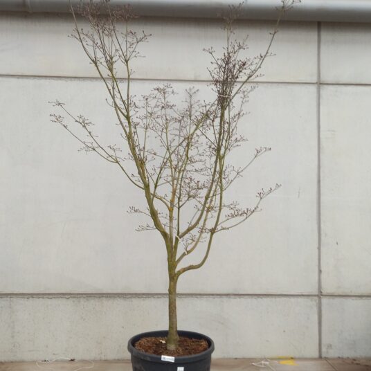 Cornus 'Starlight'®