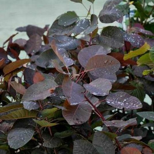 Cotinus dummeri 'Grace'