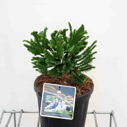 Cryptomeria jap. 'Tomahawk'