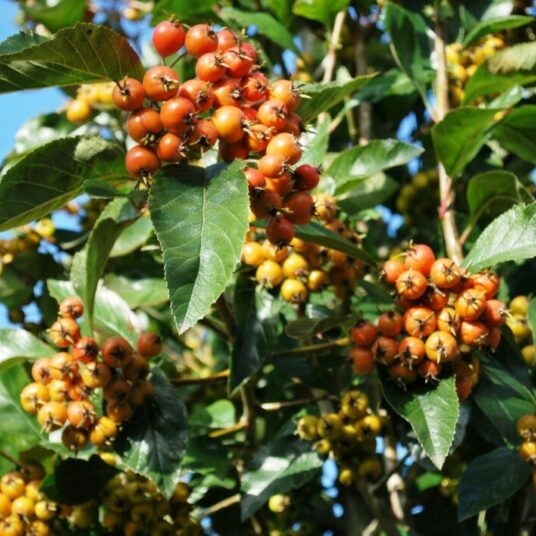 Crataegus lavallei 'Carrierei'