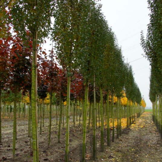 Crataegus mon. 'Stricta'