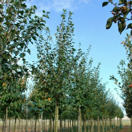 Crataegus mordenensis 'Toba'