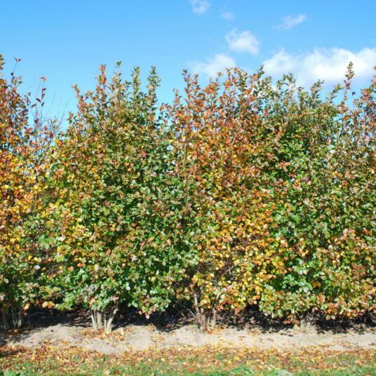 Crataegus pers. 'Splendens' (= crus-galli)
