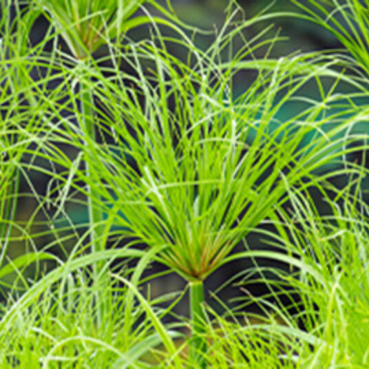 Cyperus pap. 'Perkamentus'