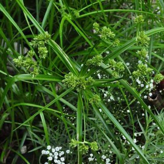 Cyperus alternifolius
