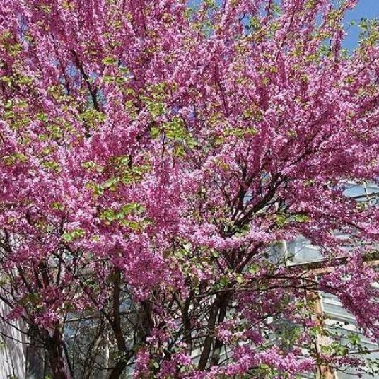 Cercis siliquastrum